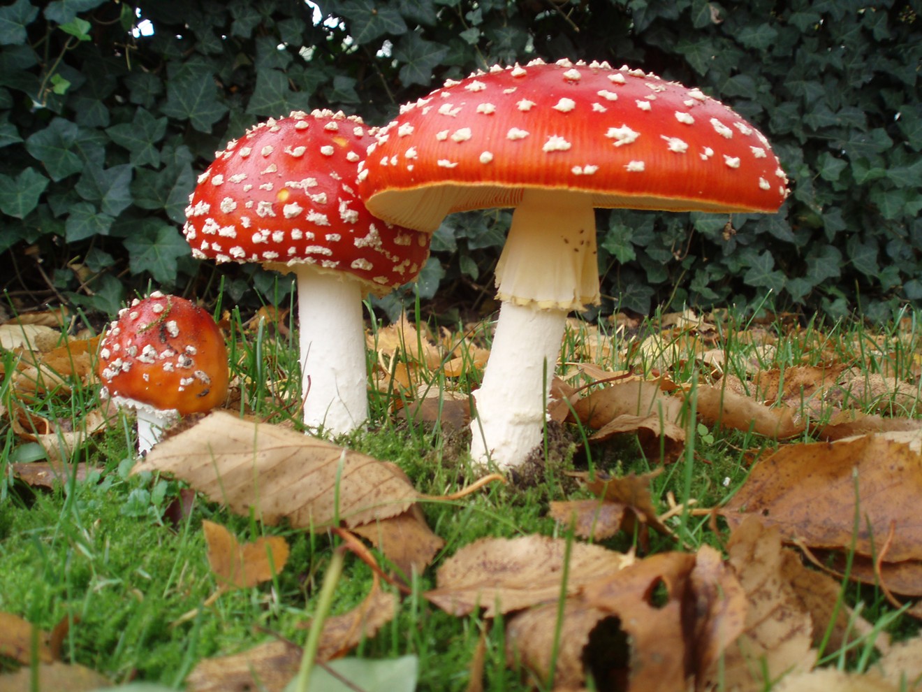 What are the advantages of having magic mushrooms