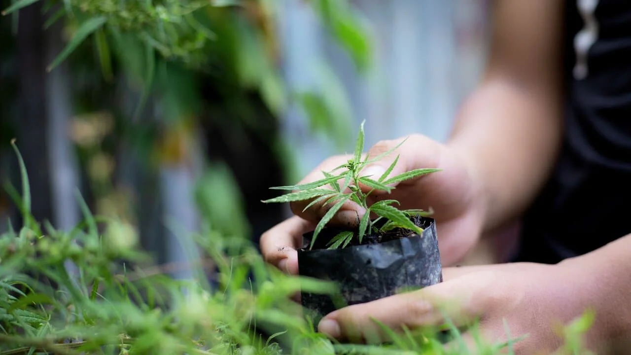 A Great Way to Store Your Marijuana Seeds